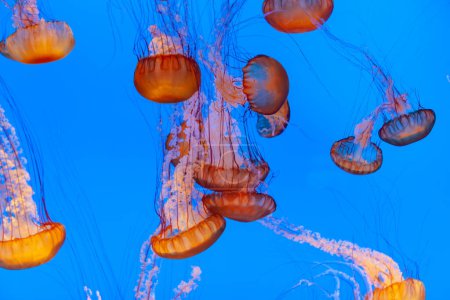 Photo for Jelly fish in the blue sea gliding in the deep of the ocean - Royalty Free Image