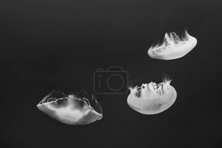 Téléchargez les photos : Méduses dans la mer bleue - en image libre de droit