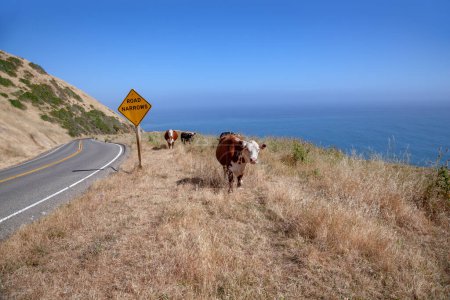 Photo for Cow at cabrillo highway with ocean view - Royalty Free Image