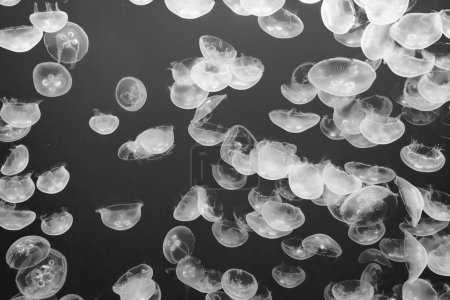 Téléchargez les photos : Méduses dans la mer bleue - en image libre de droit