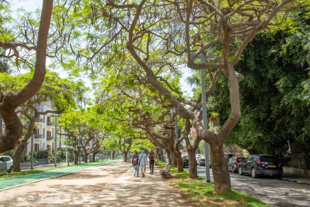 Téléchargez les photos : Tel Aviv, Israël - 18 mai 2023 : les gens aiment marcher dans la ruelle couverte de vieux arbres, passer de l'ombre et produire de l'air frais. - en image libre de droit