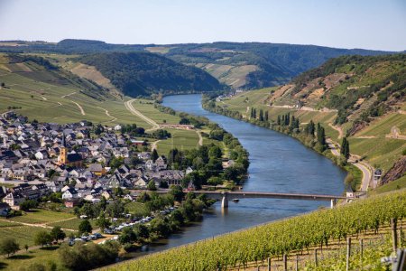 Photo for Scenic Mosel river loop at Trittenheim, Germany with green vineyards - Royalty Free Image