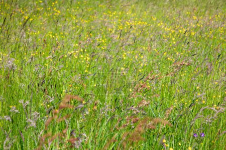 Photo for PATTERN OF MANY DIFFERENT WILDFLOWERS IN THE GRASS OF THE MEADOW AS COLORFUL BACKGROUND - Royalty Free Image