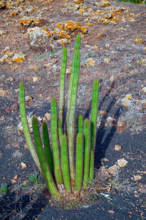 Foto de Plantaron cocoteros y palmeras en suelo volcánico en Lanzarote, España - Imagen libre de derechos
