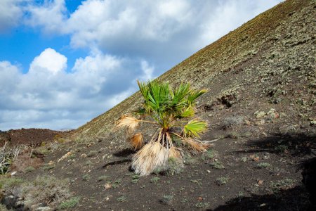 Foto de Plantaron cocoteros y palmeras en suelo volcánico en Lanzarote, España - Imagen libre de derechos