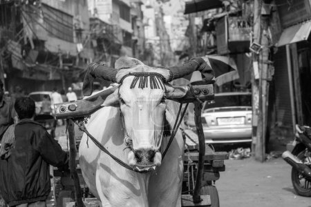 Photo for Ox cart transportation on early morning in Old Delhi, India - Royalty Free Image