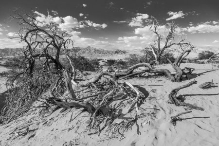 Foto de Desierto en el valle de la muerte sin gente - Imagen libre de derechos