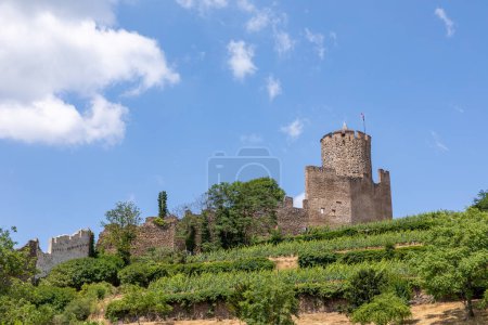 Téléchargez les photos : Château historique de Kaysersberg dans les vignobles de la région Vosgienne, France - en image libre de droit
