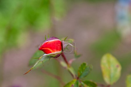 Photo for Blooming red rose bud  in detail - Royalty Free Image