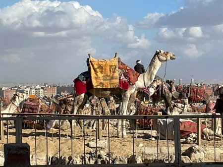 Foto de El Cairo, Egipto - 15 de julio de 2023: el jinete de camellos ofrece excursiones con su camello a los turistas en las pirámides de Gizeh en El Cairo. - Imagen libre de derechos