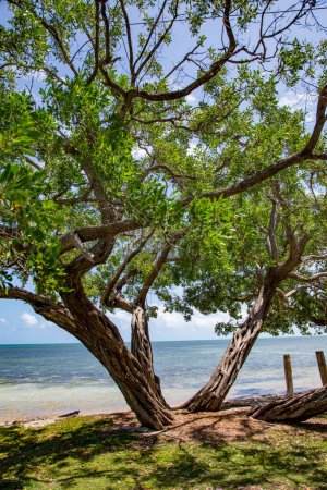 Foto de Hermosa playa vacía en los Cayos cerca de Key West, Florida - Imagen libre de derechos