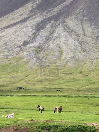 Téléchargez les photos : Pâturage des moutons et des chevaux dans la prairie verte en Islande - en image libre de droit