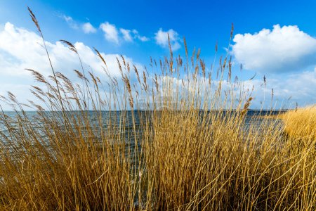 Téléchargez les photos : Roseau herbe avec ciel bleu clair à la mer de backwater à Usedom - en image libre de droit