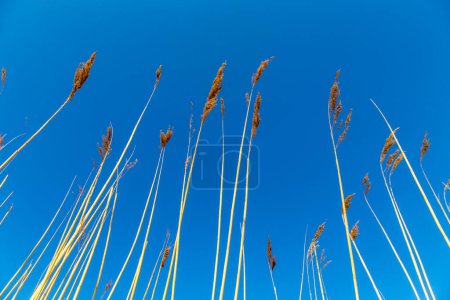 Téléchargez les photos : Roseaux d'herbe avec ciel bleu clair - en image libre de droit