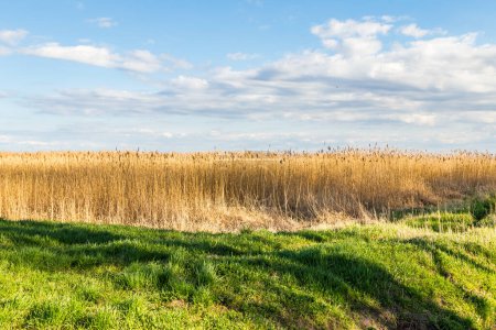 Photo for Scenic backwater landscape with reed grass and trees in Usedom at the baltic sea, Germany - Royalty Free Image
