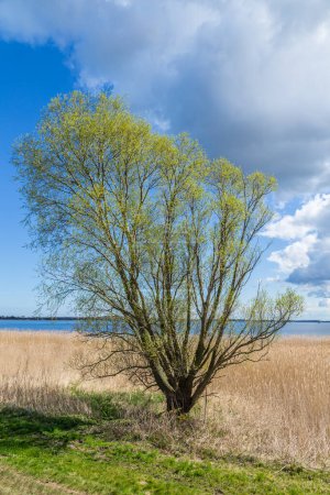 Téléchargez les photos : Fond de roseau avec arbre à l'arrière-plan en plein soleil, Usedom - en image libre de droit