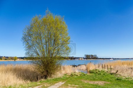 Photo for Background of reed at backwater area in sunlight, Usedom - Royalty Free Image