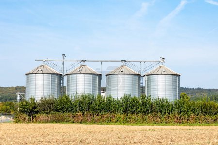 Téléchargez les photos : Quatre silos en zone rurale au champ au printemps avec champ vert au premier plan et ciel bleu - en image libre de droit