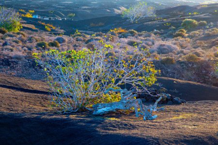 Photo for Bush in morning light grows at volcanic soil in Timanfaya national park in Lanzarote, Spain - Royalty Free Image