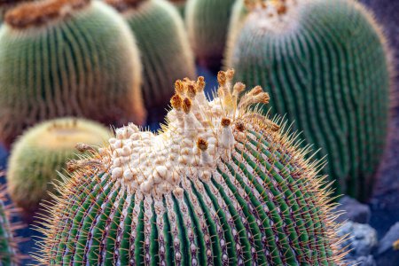 Foto de Cactus florecientes en Lanzarote en detalle, Guatiza - Imagen libre de derechos