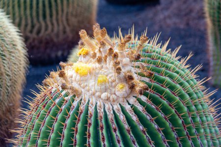 Photo for Blooming cactus in Lanzarote in detail, Guatiza - Royalty Free Image