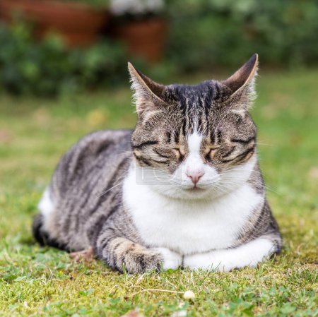 Photo for Cat lies on the grass with closed eyes - Royalty Free Image
