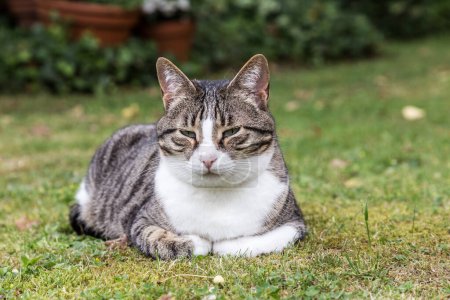 Photo for Cat lies on the grass and looks forward - Royalty Free Image