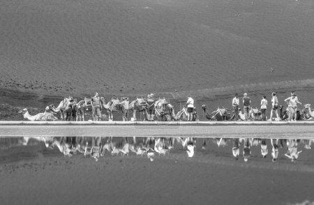 Téléchargez les photos : Lanzarote, Espagne - 14 janvier 2015 : Caravane de chameaux avec touristes dans le parc national de Timanfaya. Trekking à dos de chameau est une attraction populaire sur l'île de Lanzarote. - en image libre de droit