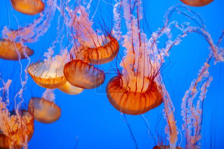 Foto de Enjambre de medusas en el mar azul profundo - Imagen libre de derechos