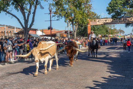 Foto de Fort Worth, Texas - 4 de noviembre de 2023: Un rebaño de ganado desfilando por los corrales de Fort Worth acompañado de vaqueros a caballo - Imagen libre de derechos