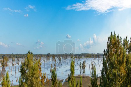 Photo for Lake Bigeaux under blue skies and white clouds in Louisiana with dead trees in swamp area - Royalty Free Image