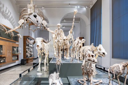 Foto de Darmstadt, Alemania - 17 de noviembre de 2023: visita al museo del condado de Darmstadt, Alemania. El museo muestra una variedad de objetos, desde objetos griegos hasta un esqueleto de antiguos animales enormes.. - Imagen libre de derechos