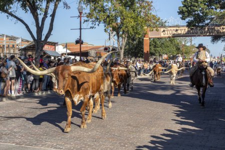 Foto de Fort Worth, Texas - 4 de noviembre de 2023: Un rebaño de ganado desfilando por los corrales de Fort Worth acompañado de vaqueros a caballo - Imagen libre de derechos