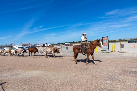 Téléchargez les photos : Fort Worth, Texas - 5 novembre 2023 : cow-boy conduisant des vaches à longues cornes à l'entrée des parcs à bétail à Fort Worth, Texas, États-Unis - en image libre de droit