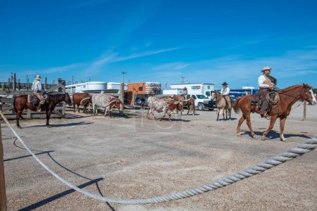 Téléchargez les photos : Fort Worth, Texas - 5 novembre 2023 : cow-boy conduisant des vaches à longues cornes à l'entrée des parcs à bétail à Fort Worth, Texas, États-Unis - en image libre de droit