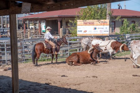 Foto de Fort Worth, Texas - 5 de noviembre de 2023: Cowboy driving longhorn cows in the gate at stockyards in Fort Worth, Texas, Estados Unidos - Imagen libre de derechos
