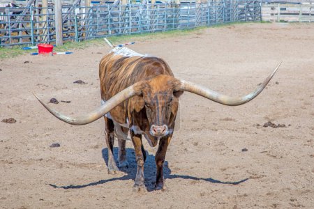 Photo for Longhorns in the gate at stockyards in Fort worth, Texas, USA - Royalty Free Image