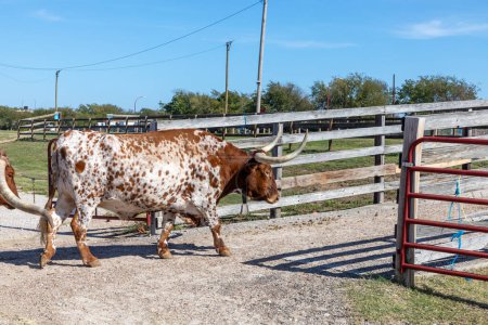 Photo for Longhorn cow leaves the the gate at stockyards in Fort Worth, Texas, USA - Royalty Free Image