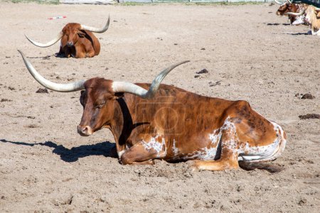 Téléchargez les photos : Longhorns in the gate at stockyards in Fort worth, Texas, États-Unis - en image libre de droit