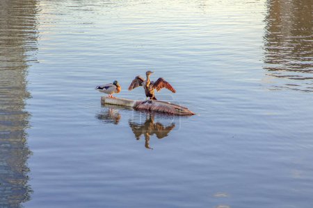 Photo for Heron and duck resting in early morning light at a garbage object in river Colorado - Royalty Free Image