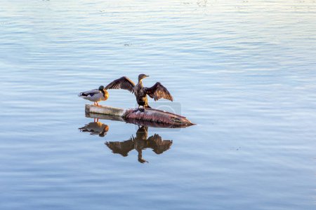 Téléchargez les photos : Héron et canard reposant dans la lumière tôt le matin à un objet poubelle dans la rivière Colorado - en image libre de droit