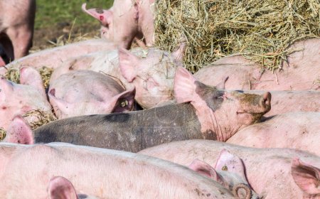 Téléchargez les photos : Troupeau de porcs dans une ferme biologique à Usedom - en image libre de droit