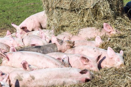 Téléchargez les photos : Troupeau de porcs dans une ferme biologique à Usedom - en image libre de droit