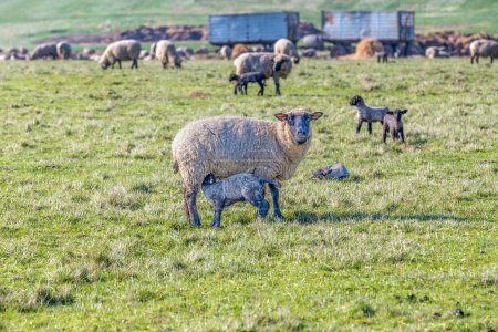 Foto de Pastos de primavera con rebaño de ovejas y corderos - Imagen libre de derechos