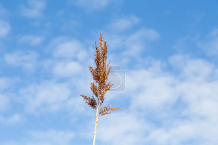 Foto de Pasto de junco en el remanso del mar báltico bajo el cielo azul como fondo de la naturaleza armónica - Imagen libre de derechos
