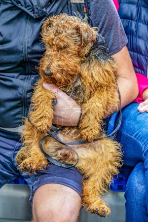 Photo for Wet cute terrier dog likes to be hugged by his owner - Royalty Free Image