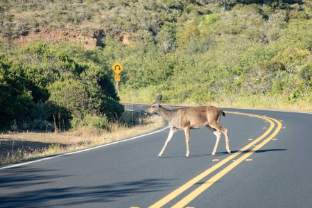 Foto de Ciervos cruzando una pequeña carretera cerca de San Francisco, EE.UU. - Imagen libre de derechos