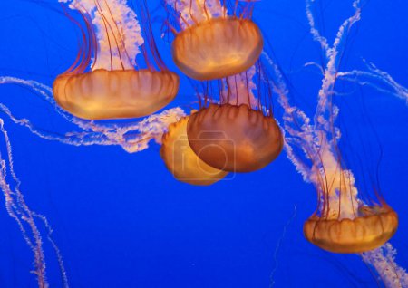 Photo for Swarm of jellyfishes in the deep blue ocean - Royalty Free Image