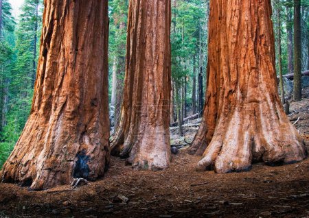 Photo for Three giant sequoia trees in the national park, USA - Royalty Free Image