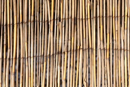 Téléchargez les photos : Motif harmonique de fond de clôture en bambou dans la lumière vive - en image libre de droit